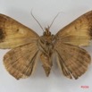 070 Heterocera (FV) Noctuidae Achaea catocalina f IMG_1458WTMK.jpg