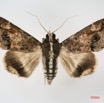071 Heterocera (FD) Noctuidae Sphingomorpha chlorea f IMG_1652WTMK.jpg