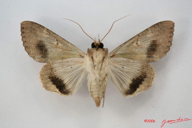 072 Heterocera (FV) Noctuidae Sphingomorpha chlorea f IMG_1656WTMK.jpg
