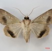 072 Heterocera (FV) Noctuidae Sphingomorpha chlorea f IMG_1656WTMK.jpg