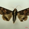 073 Heterocera (FD) Noctuidae Sphingomorpha chlorea f IMG_3162WTMK.jpg
