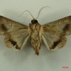 074 Heterocera (FV) Noctuidae Sphingomorpha chlorea f IMG_3166WTMK.jpg
