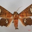 075 Heterocera (FD) Noctuidae Episparis fenestrifera IMG_3951WTMK.jpg