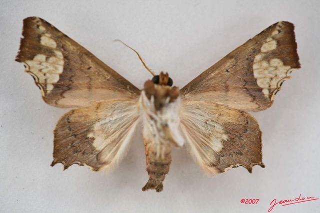 076 Heterocera (FV) Noctuidae Episparis fenestrifera IMG_3953WTMK.jpg