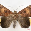 077 Heterocera (FD) Noctuidae Achaea ezea IMG_4006WTMK.jpg