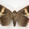 078 Heterocera (FV) Noctuidae Achaea ezea IMG_4010WTMK.jpg