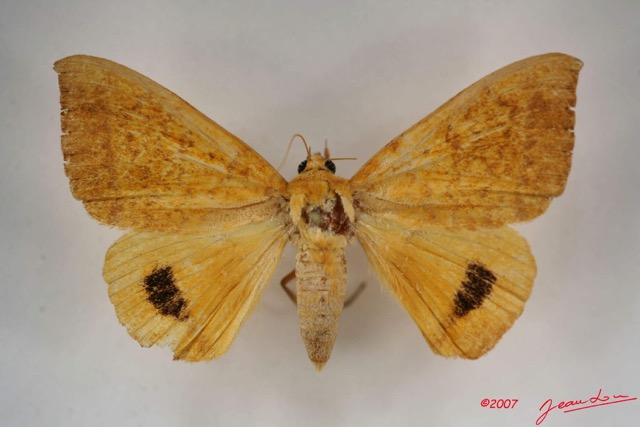 079 Heterocera (FD) Noctuidae Achaea klugii f IMG_3983WTMK.jpg