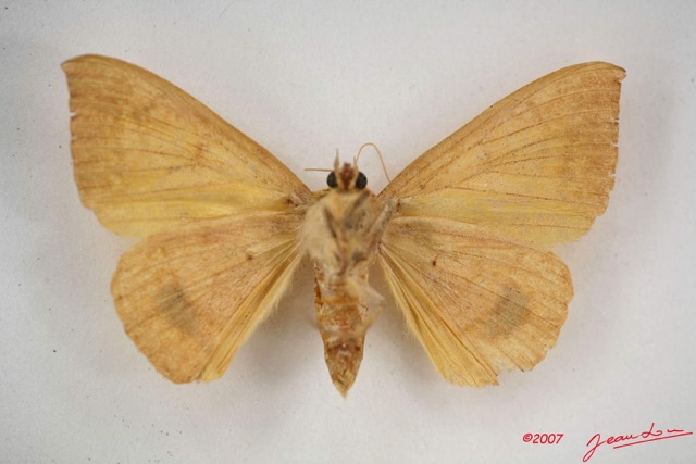 080 Heterocera (FV) Noctuidae Achaea klugii f IMG_3986WTMK.jpg