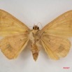 080 Heterocera (FV) Noctuidae Achaea klugii f IMG_3986WTMK.jpg