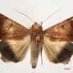 081 Heterocera (FD) Noctuidae Ophiusa mejanesi IMG_4232WTMK.jpg
