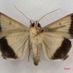 082 Heterocera (FV) Noctuidae Ophiusa mejanesi IMG_4235WTMK.jpg