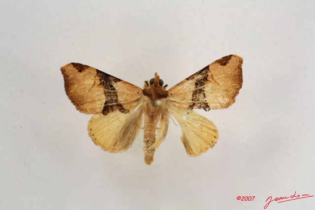 083 Heterocera (FV) Noctuidae Marcipa sp m IMG_4179WTMK.jpg