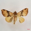 083 Heterocera (FV) Noctuidae Marcipa sp m IMG_4179WTMK.jpg