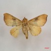 084 Heterocera (FV) Noctuidae Marcipa sp m IMG_4182WTMK.jpg