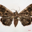 085 Heterocera (FD) Noctuidae Quadrifinae f 7IMG_4957WTMK.jpg
