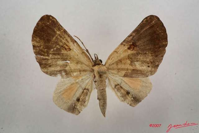 087 Heterocera (FD) Noctuidae Hollandia sigillata m 7IMG_4970WTMK.jpg