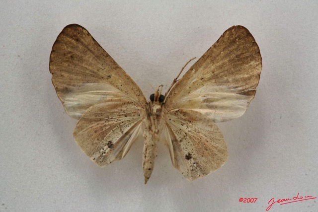 088 Heterocera (FV) Noctuidae Hollandia sigillata m 7IMG_4972WTMK.jpg