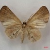 088 Heterocera (FV) Noctuidae Hollandia sigillata m 7IMG_4972WTMK.jpg