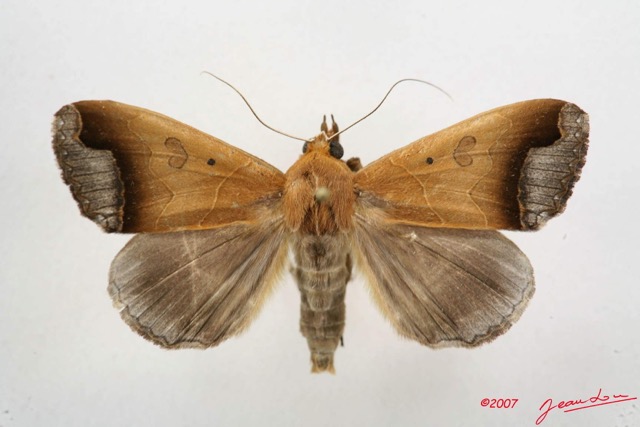 089 Heterocera (FD) Noctuidae Ophiusa recurvata 7IMG_5057WTMK.jpg