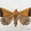 089 Heterocera (FD) Noctuidae Ophiusa recurvata 7IMG_5057WTMK.jpg