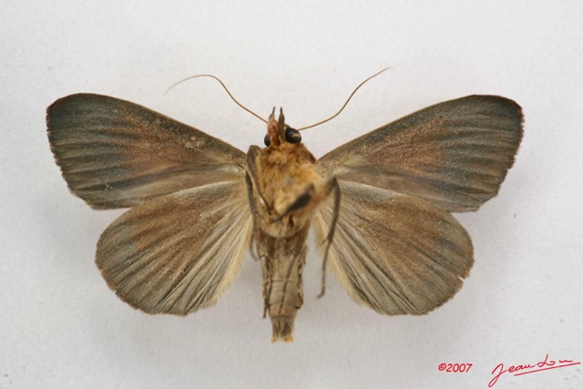 090 Heterocera (FV) Noctuidae Ophiusa recurvata 7IMG_5060WTMK.jpg