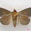 090 Heterocera (FV) Noctuidae Ophiusa recurvata 7IMG_5060WTMK.jpg