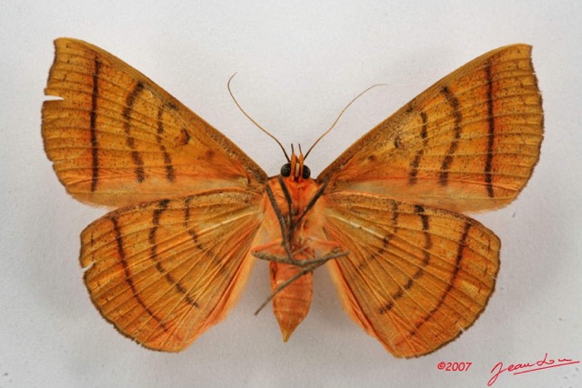 092 Heterocera (FV) Noctuidae Hypopyra capensis f 7IMG_5121WTMK.jpg