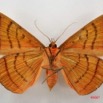 092 Heterocera (FV) Noctuidae Hypopyra capensis f 7IMG_5121WTMK.jpg