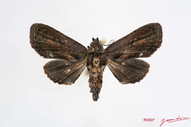 093 Heterocera (FD) Noctuidae Euteliinae 7IMG_5680WTMK.jpg