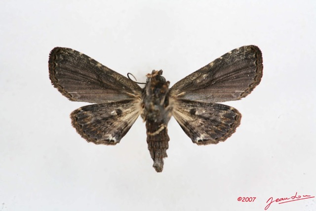 094 Heterocera (FV) Noctuidae Euteliinae 7IMG_5683WTMK.jpg