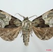 095 Heterocera (FD) Noctuidae Thiacidas ? 8EIMG_15800WTMK.jpg
