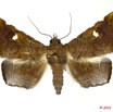 097 Heterocera 182b (FD) Noctuidae Episparis sp 10E5K2IMG_58040wtmk.jpg