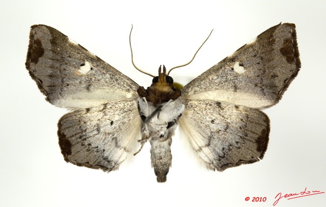 098 Heterocera 182b (FV) Noctuidae Episparis sp 10E5K2IMG_58041wtmk.jpg