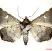 098 Heterocera 182b (FV) Noctuidae Episparis sp 10E5K2IMG_58041wtmk.jpg
