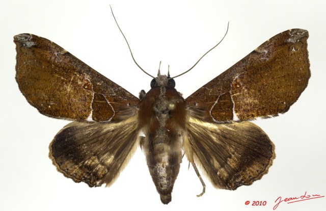 099 Heterocera 182d (FD) Noctuidae 10E5K2IMG_58046wtmk.jpg