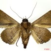100 Heterocera 182d (FV) Noctuidae 10E5K2IMG_58047wtmk.jpg
