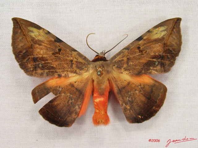 001 Heterocera (FD) Noctuidae Hypopyra capensis m IMG_3917WTMK.jpg