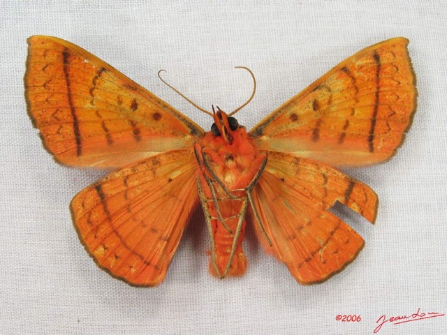 002 Heterocera (FV) Noctuidae Hypopyra capensis m IMG_3919WTMK.jpg