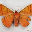 002 Heterocera (FV) Noctuidae Hypopyra capensis m IMG_3919WTMK.jpg