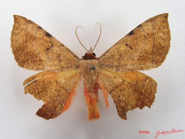 003 Heterocera (FD) Noctuidae Quadrifinae Hypopyra capensis m IMG_4565WTMK.jpg