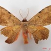 003 Heterocera (FD) Noctuidae Quadrifinae Hypopyra capensis m IMG_4565WTMK.jpg