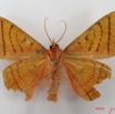 004 Heterocera (FV) Noctuidae Quadrifinae Hypopyra capensis m IMG_4566WTMK.jpg