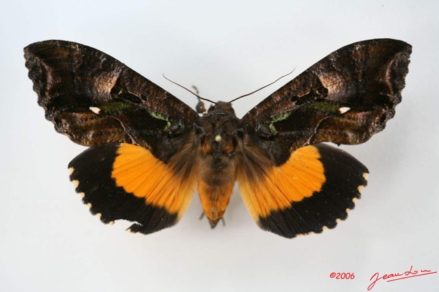 005 Heterocera (FD) Noctuidae Eudocima divitiosa f IMG_1466WTMK.jpg