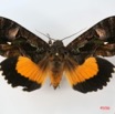 005 Heterocera (FD) Noctuidae Eudocima divitiosa f IMG_1466WTMK.jpg