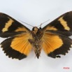 006 Heterocera (FV) Noctuidae Eudocima divitiosa f IMG_1469WTMK.jpg