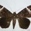 007 Heterocera (FD) Noctuidae Quadrifinae Tolna Versicolor 7EIMG_0179WTMK.jpg