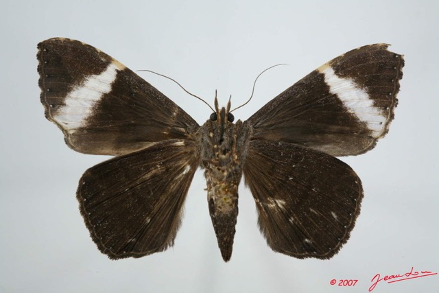 008 Heterocera (FV) Noctuidae Quadrifinae Tolna Versicolor 7EIMG_0183WTMK.jpg