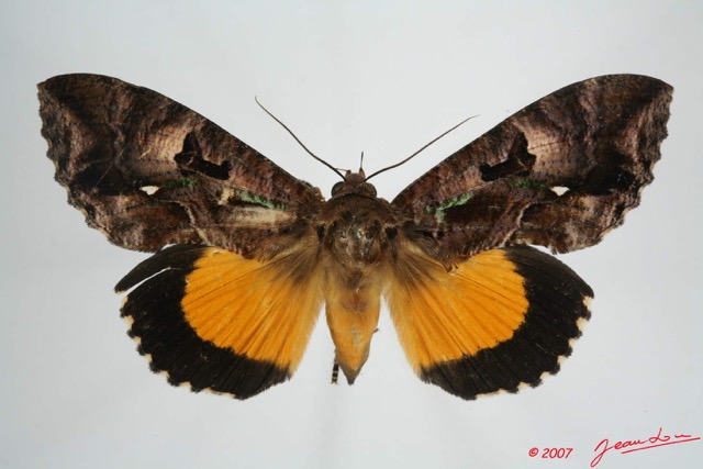 009 Heterocera (FD) Noctuidae Calpinae Eudocima divitiosa f 7EIMG_0243WTMK.jpg