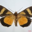 010 Heterocera (FV) Noctuidae Calpinae Eudocima divitiosa f 7EIMG_0248WTMK.jpg