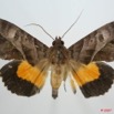 011 Heterocera (FD) Noctuidae Calpinae Eudocima divitiosa m 7EIMG_0249WTMK.jpg